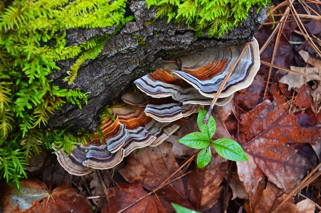 Turkey tail fungus growing on a tree.