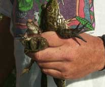Five invasive bullfrogs being held by a researcher