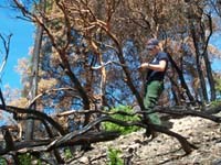 NPS technician collecting burn severity data in a prescribed burn