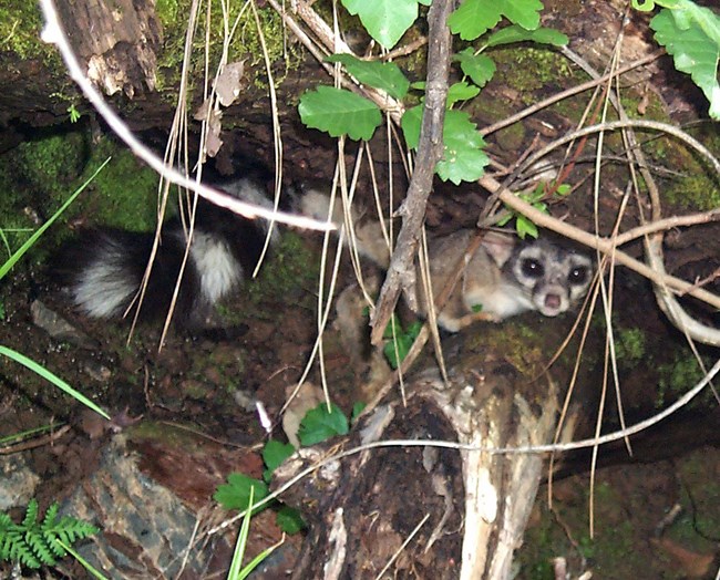 A ring-tailed cat hides in the bushes.