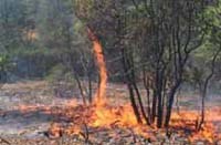 A fire whirl generated by the spring prescribed burn treatment in a masticated area