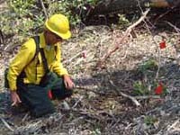 Researcher collecting data on surface fuel cover.