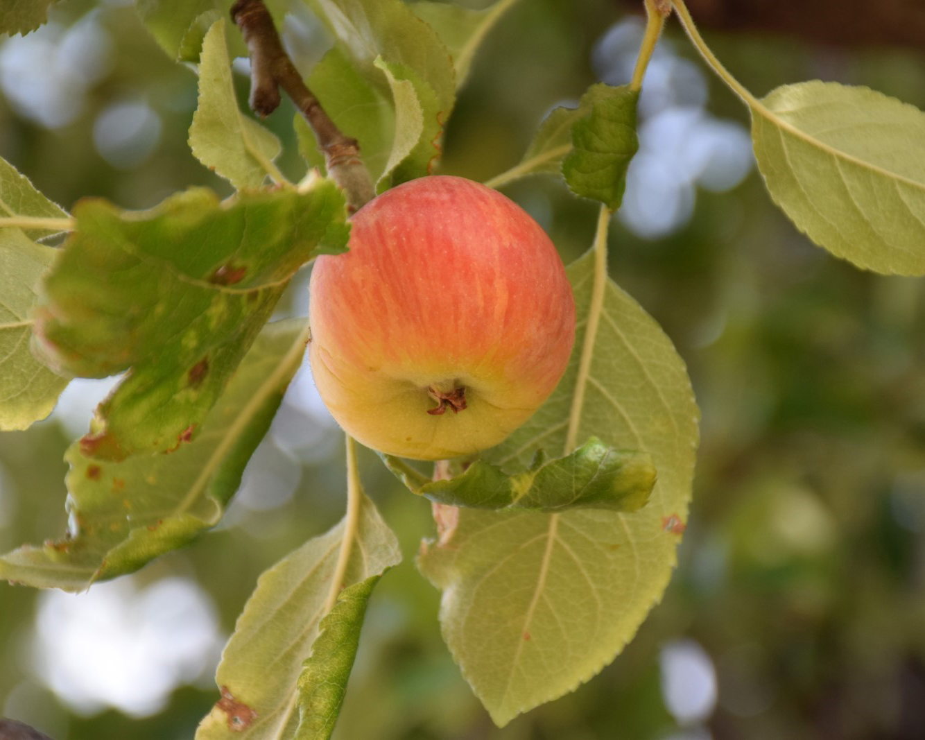 Heirloom Apple