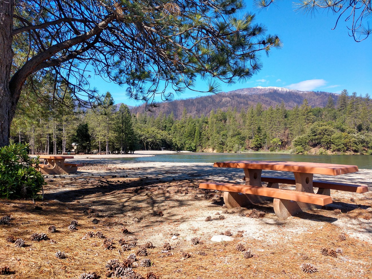 A picnic table rests among the tree. A lake beach is seen in the background.