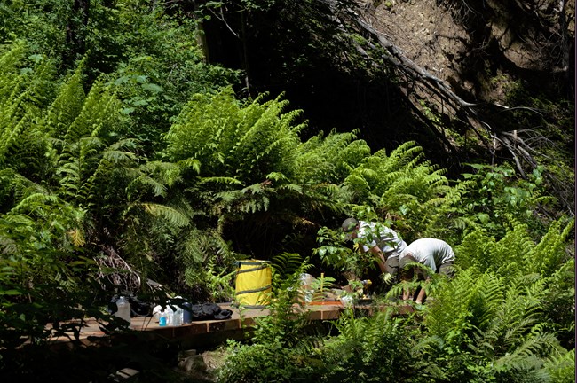 Two trail crew staff working on repairing Brandy Creek Falls Trail.