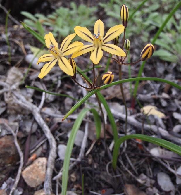 Golden Face wildflower in bloom (yellow)