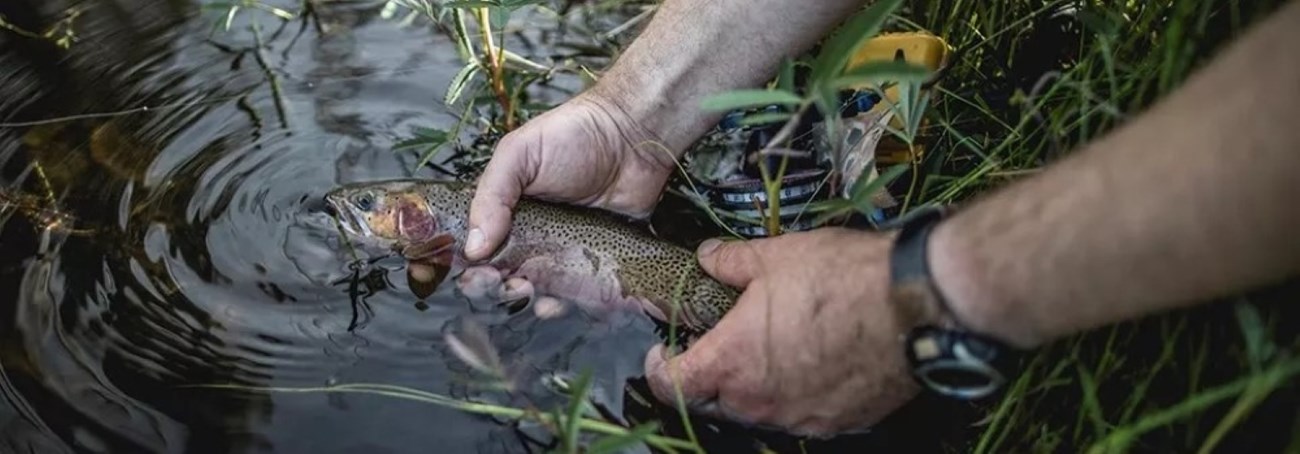 Releasing a fish (NPS)