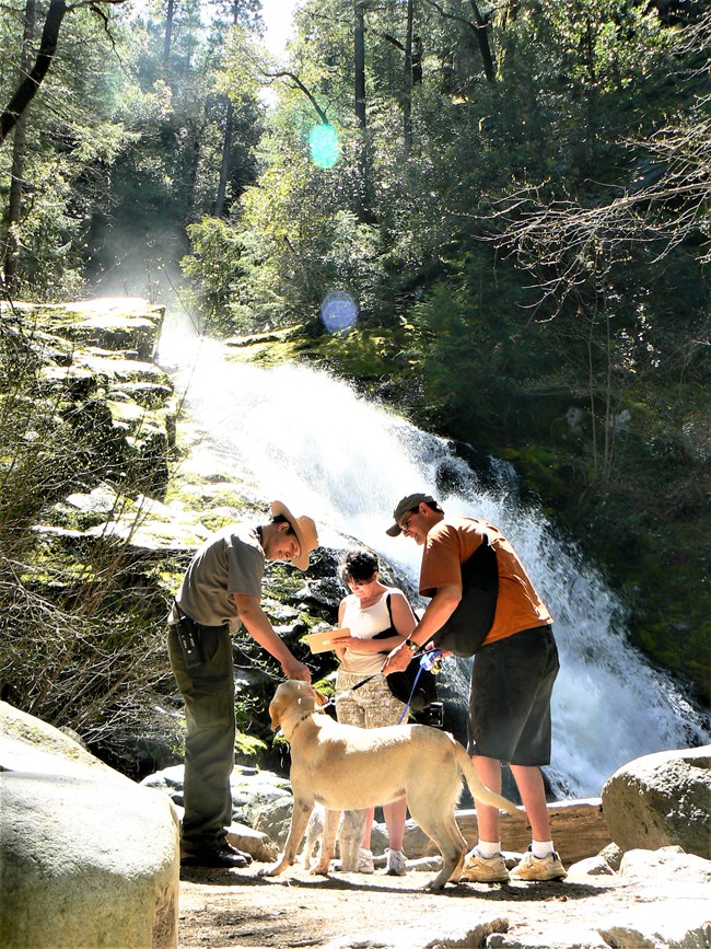 A park ranger with visitors and large white dog on leash in front of Whiskeytown Falls.