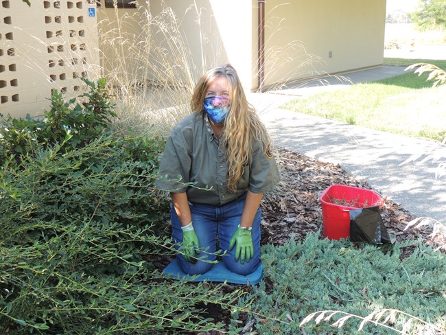 A woman in a green shirt, blue jeans and green gloves kneels on a bed of plants