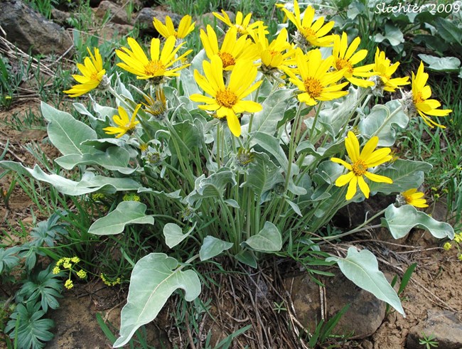 Balsamroot sunflowers
