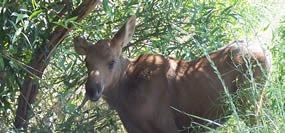 A baby moose under a tree.