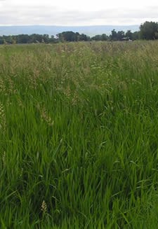 Tall green grass recedes into the distance.