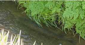 Steelhead in irrigation ditch.
