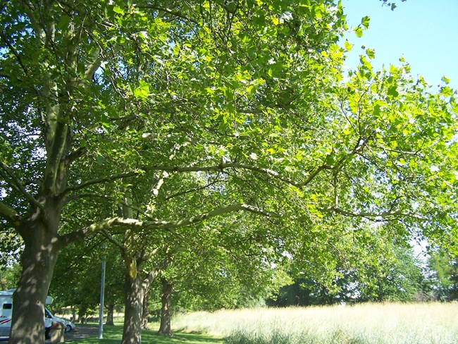 Tall green trees with paper like bark line a parking area. In the parking area is one RV Van and to the right of the trees is a tall grass field.