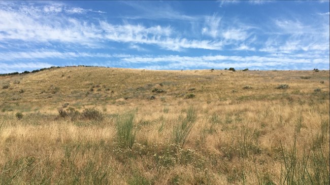 A horizontal photo featuring a hill with tall yellow grasses with interspersed tall green grass stalks, a blue sky with wispy white clouds covers the top third of the photo.