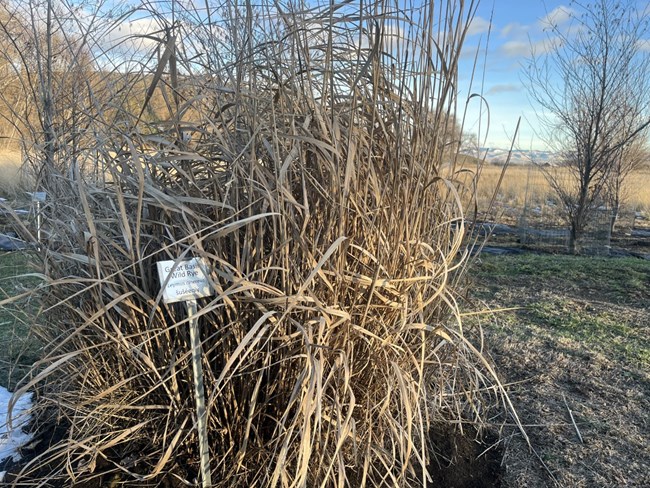 A clump of Great Basin Wild Rye with a small metal sign with the English, Latin and Native name for the plant