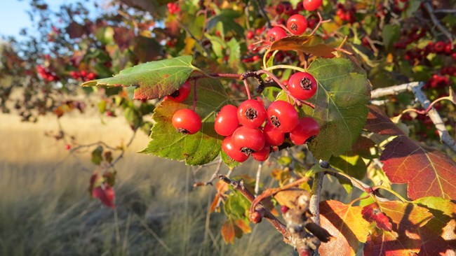 A horizontal image with the ends of a tree branch covering most of the frame, behind several branches of dark green leaves and bright red berries is a field of yellow tall grasses.