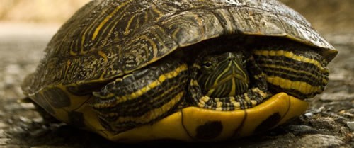 A turtle sits on its shell partially pulling its head inside