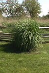 Giant wild rye growing next to fence. Height of the main plant is the same as the height of the fence.