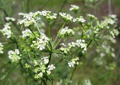 A plant from above with many spread out small white flowers with green leaves and grass underneath