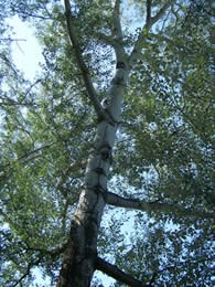 looking up the trunk of a poplar tree