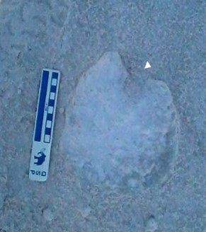 Fossilized ancient camel footprint with scientific scale.