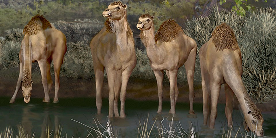 Artistic impression of a group of four ancient camels standing on the shore of Lake Otero. Two camels are drinking water.