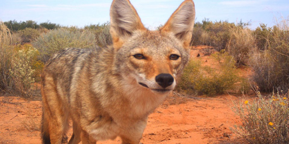 Coyote - White Sands National Park (U.S. National Park Service)