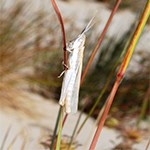 grasshopper on blade of grass.