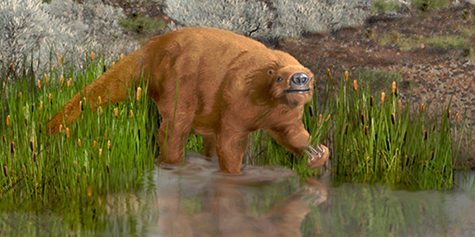 Ground Sloth in water
