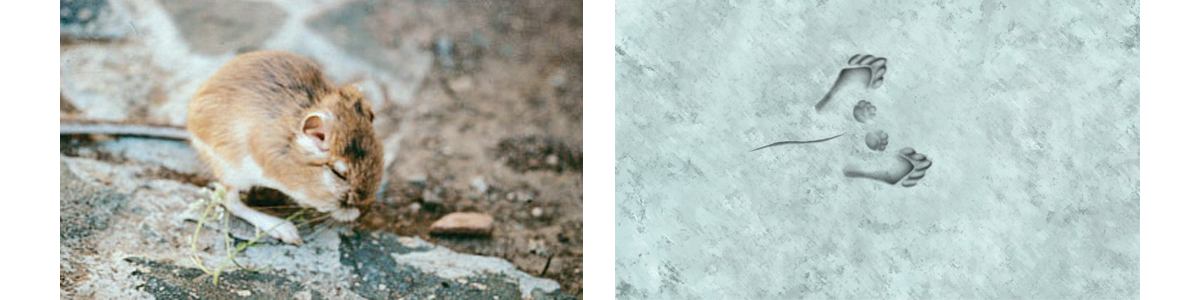 Kangaroo Rat Footprint illustration no scale