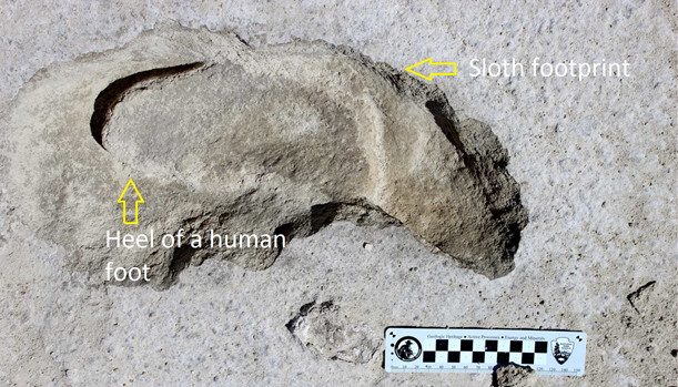 Fossilized Giant Ground Sloth with human heel print inside. Scientific scale below footprint.