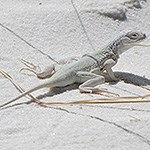 White lizard in the sand