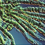 Cynobacteria