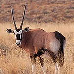 Large tan, white, and black animal with two long horns is looking at the photographer.