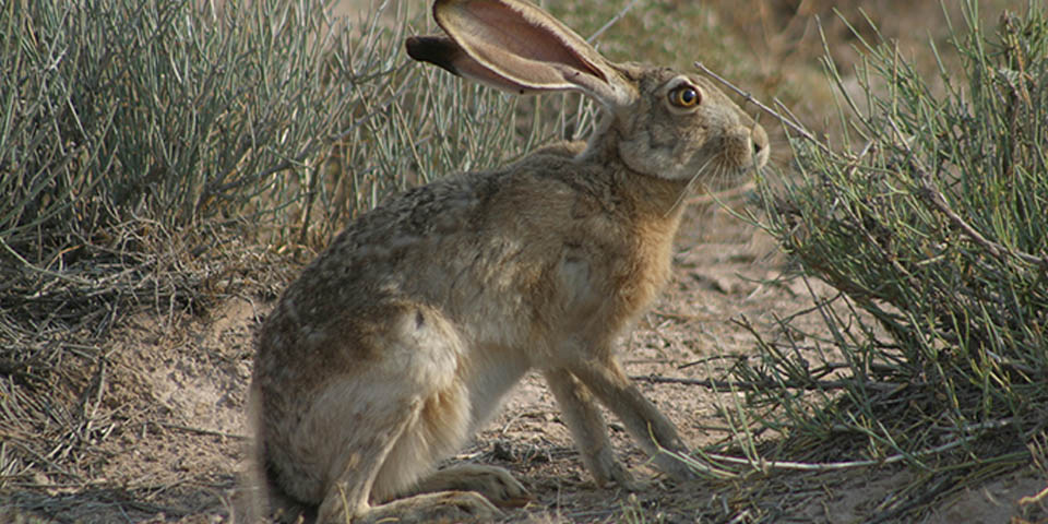 Black-Tailed Jackrabbit in the desert.