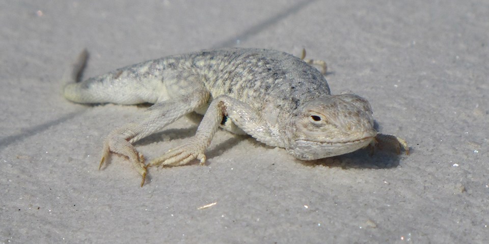 A white and grey lizard crawls along white sand