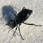 Beetle on white sand
