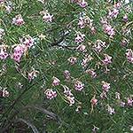 Desert Willow plant with pink flowers.