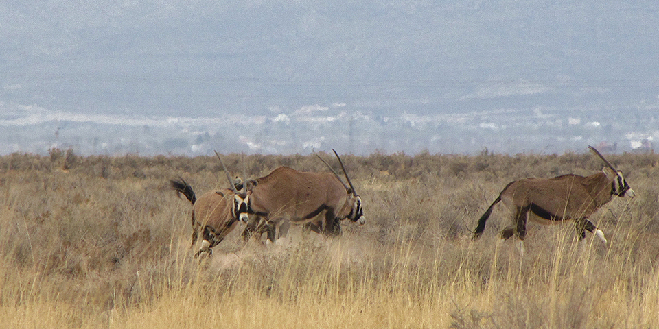 Oryx begin to run through dry grass