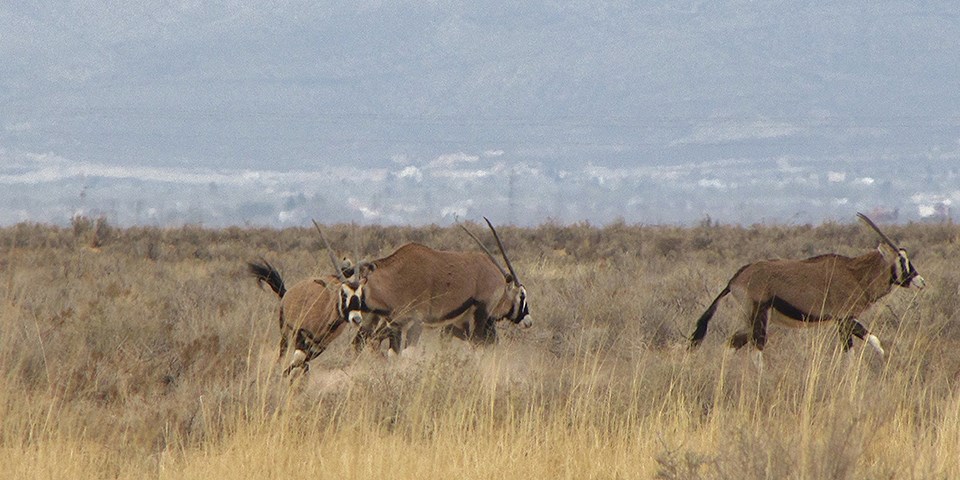 Oryx begin to run through dry grass