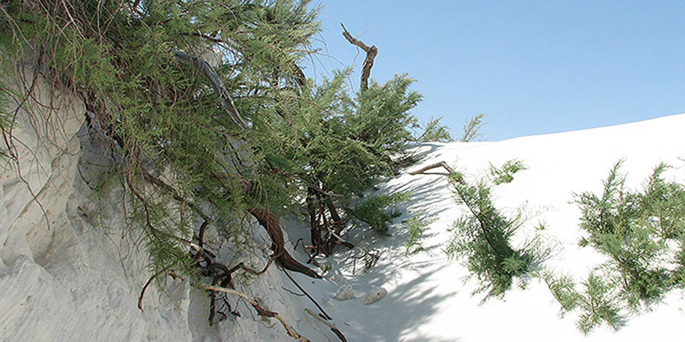 Green shrub in white sand.