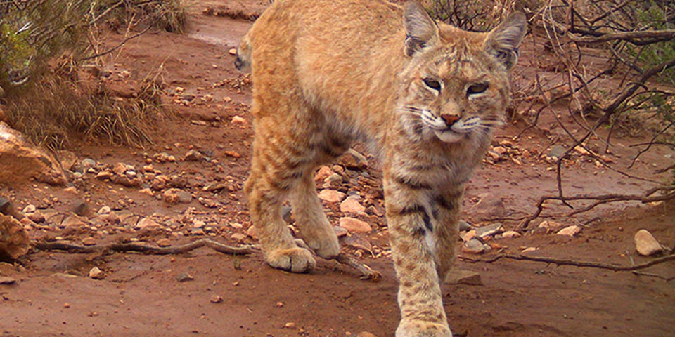Bobcat standing in red mud