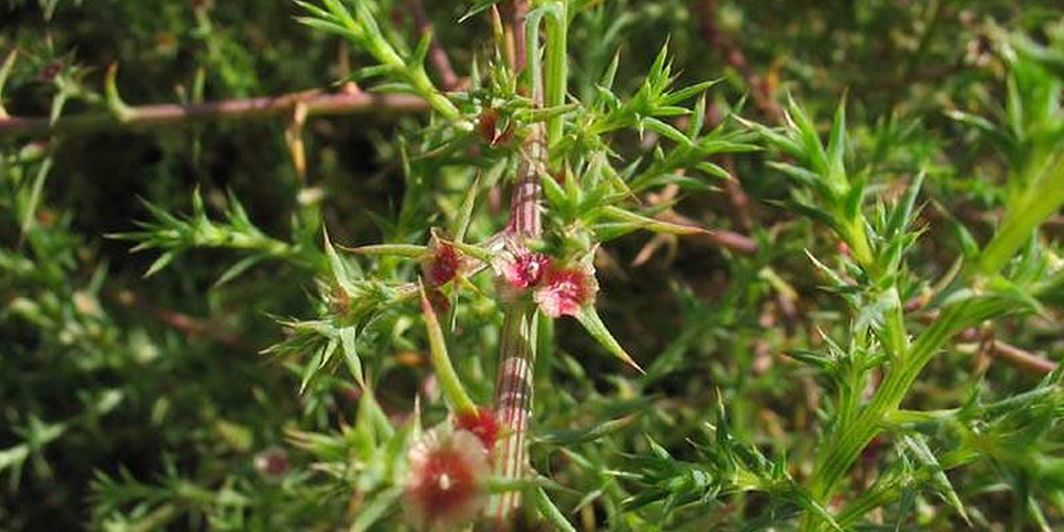 Pink and Green spiky looking plant
