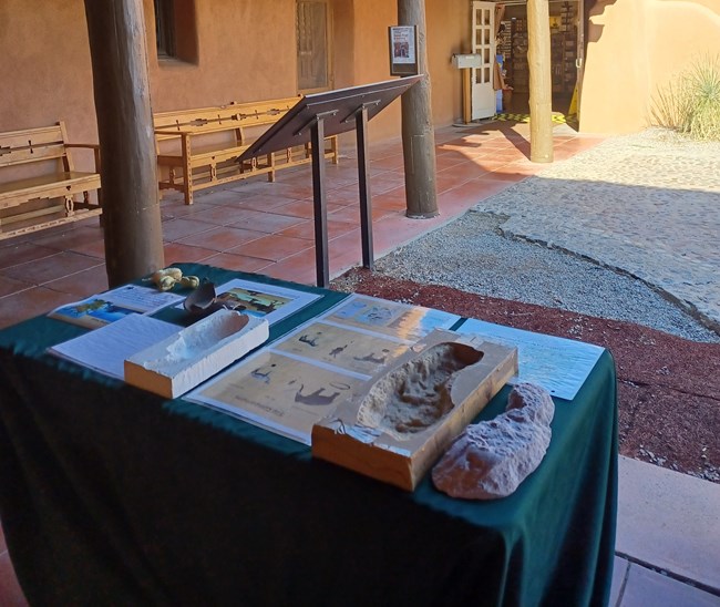 A table covered in ice-age animal trackways, casts, and artifacts in a courtyard