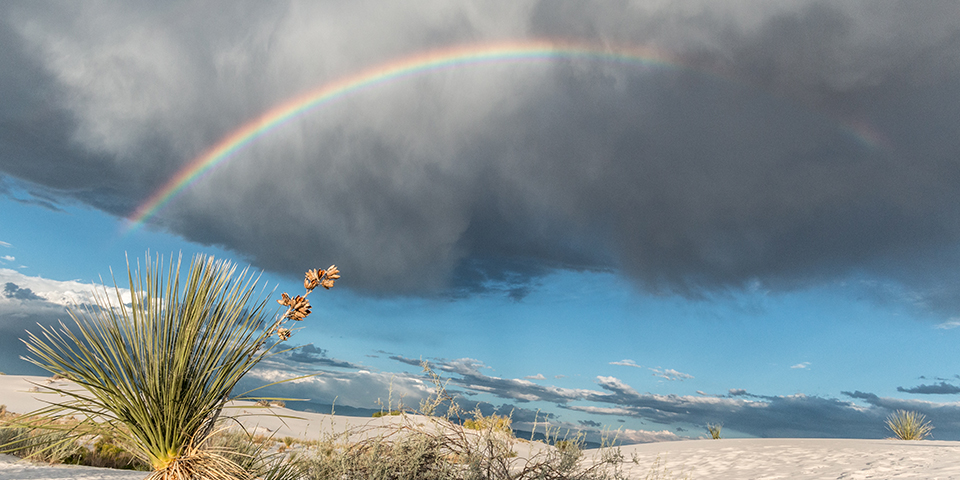 Arc-en-ciel sur le sable blanche, les yuccas et la plante poliomintha incana.