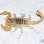 A scorpion in the sand