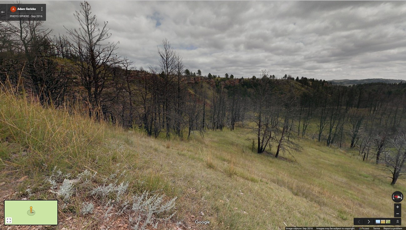 Hillside surrounded by burnt trees