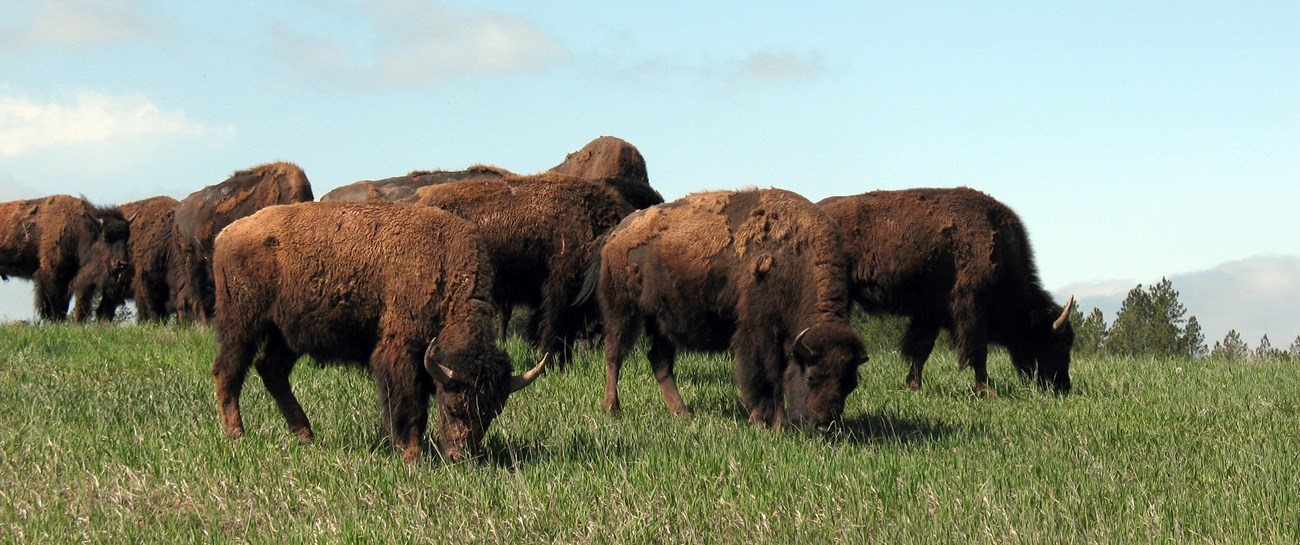 Numerous bison facing to the right while grazing on a grass-covered ridge with a light blue sky and light clouds in the background.