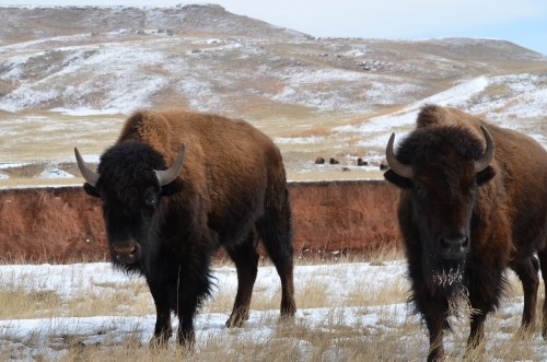 two bison stand in a snowy prairie with others in the background